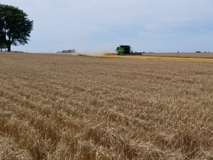 2018 barley harvest.jpg